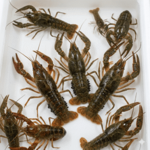 Crayfish Broodstock / Seed Stock